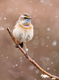 Bluethroat 