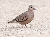 Common Ground Dove 