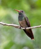 Buff-bellied Hummingbird 