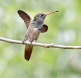 Buff-bellied Hummingbird