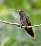 Buff-bellied Hummingbird 