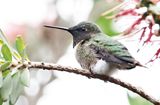 Ruby-throated Hummingbird 