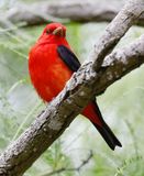 Scarlet Tanager 