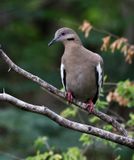 White-winged Dove 