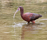 White-faced Ibis 