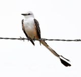 Scissor-tailed Flycatcher 