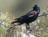 Tricolored Blackbird 