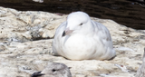 Glaucous Gull