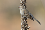 Chipping Sparrow 