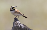 Horned Lark