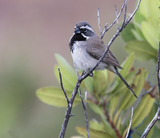 Black-throated Sparrow