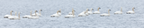 Tundra Swans