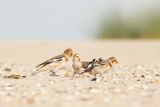 Sneeuwgorzen / Snow Buntings