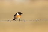Roodborsttapuit / European Stonechat