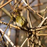 Pallas Boszanger / Pallass Warbler