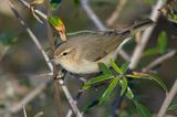 Siberian Chiffchaff / Siberische Tjiftjaf