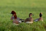 Smienten / Eurasian Wigeons