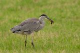 Blauwe Reiger /  Grey Heron