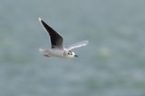 Dwergmeeuw / Little Gull