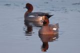 Smienten / Eurasian Wigeons
