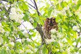 Tawny Owl / Bosuil