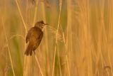 Grote Karekiet / Great Reed Warbler
