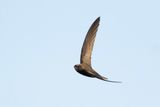 Gierzwaluw / Common Swift
