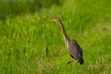 Purperreiger / Purple Heron