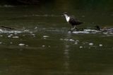 Red-bellied Dipper / Roodbuikwaterspreeuw 