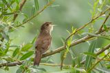 Snor / Savis Warbler