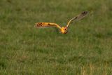Long-eared Owl / Ransuil