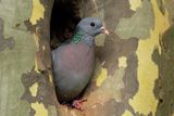 Stock Dove / Holenduif