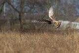 Hen Harrier / Blauwe Kiekendief