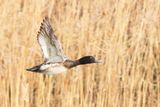 Greater Scaup / Topper