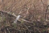 Stoat / Hermelijn