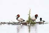 Grote Tafeleend / Canvasback