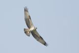 Osprey / Visarend
