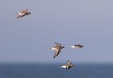 Bontbekplevieren / Greater Ringed Plovers