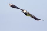 Northern Lapwing / Kievit