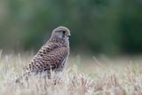Common Kestrel / Torenvalk