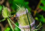 _DSC5163.jpg
