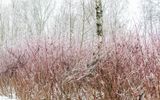 _DSC7279.JPG