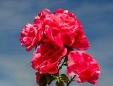 DSC_6208.JPG