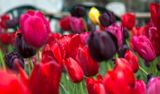 DSC_1484.JPG