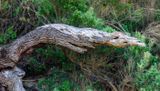 DSC_6694.jpg