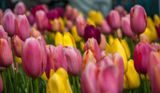 DSC_1485.jpg