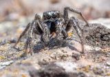 Zebra Spider