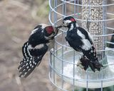 Great Spotted Woodpecker feeding juvenile