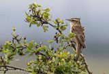 Sedge Warbler