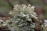 Lichen